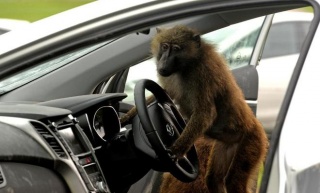 Majmunska posla u Hyundaiju
