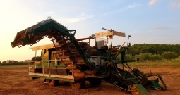 Kombajn za branje rajčice Sandei SL350T