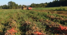 Kombajn za branje rajčice Sandei SL350T