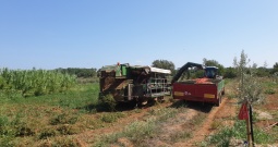 Kombajn za branje rajčice Sandei SL350T