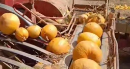 Kombajn za buče, tikve Moty KE 1500