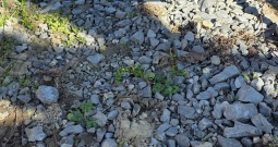 Skuter luna speed jet R 50cm3